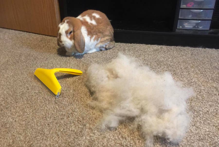 23 Tips And Products That'll Save You From Being Covered In Pet Hair