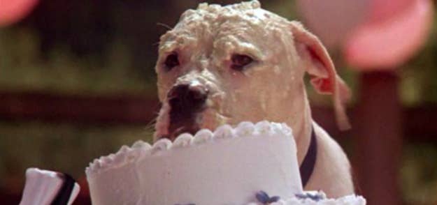 Only A True Dog Expert Will Get 11 16 On This Movie Quiz