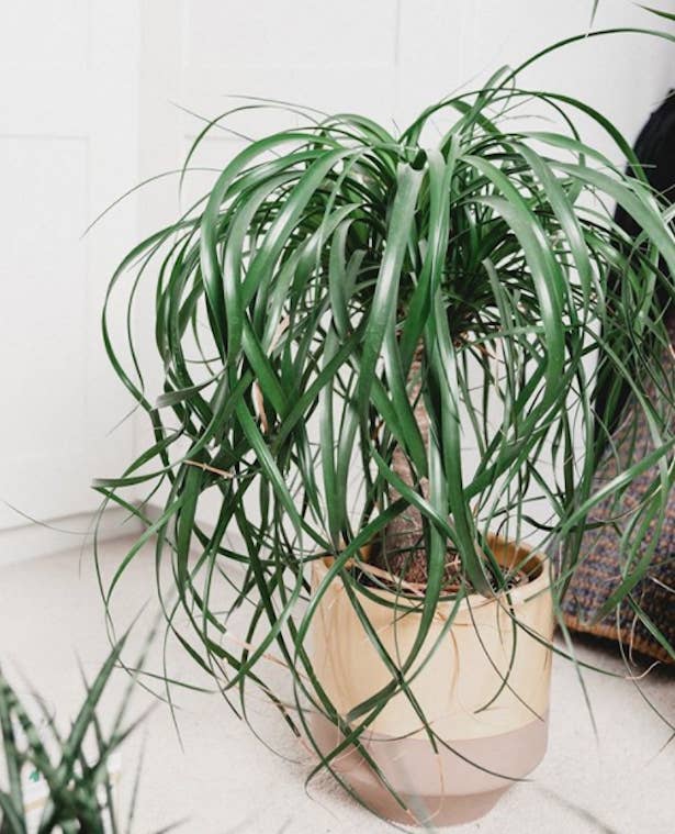 ズボラな人にもおすすめな観葉植物9選