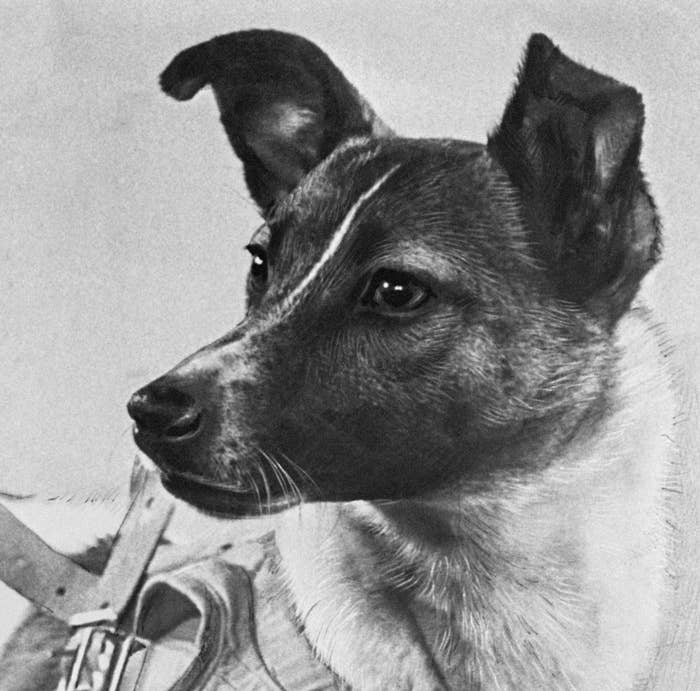 who was the first dog on earth