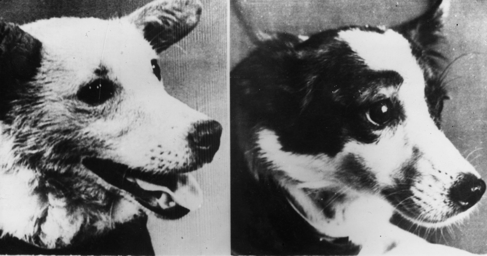 белка и стрелка фотографии собак