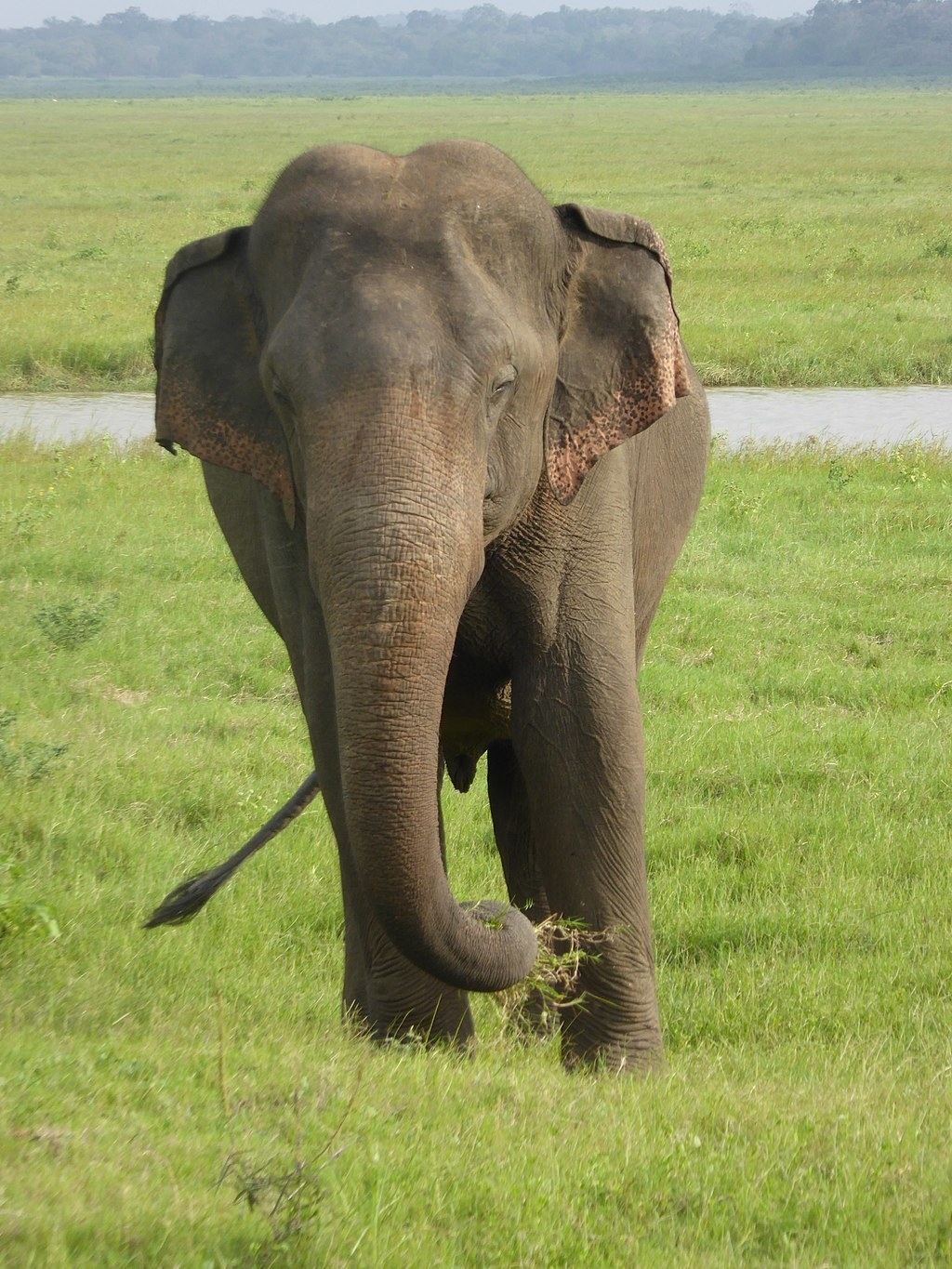 Even if an elephant meets another after 10 to 15 years of not running into each other, the said elephant will instantly recognize its friends or enemies. If you want to see some elephants hang out and reconcile, take a tour with one of the many agencies in Sri Lanka, like Walkers Tours, for example.