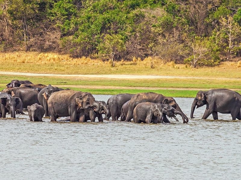 This memory and amazing capabilities help the elephants survive in the wild as they can remember where to find the greatest water ponds in the jungle, just like we know which place has the best Chinese food takeaway.