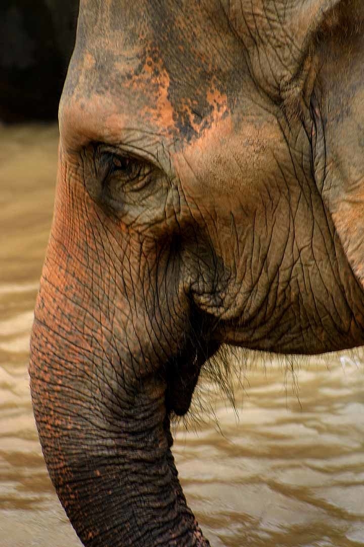 Elephants usually live up to 60 years and are known to grieve the loss of family members and friends just like we do. If they are going to remember an animal fondly, what’s stopping them from remembering you the same way?