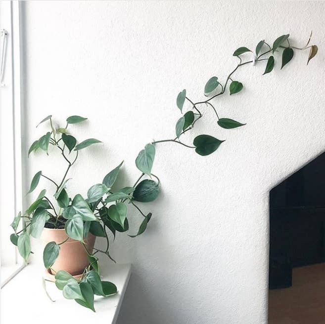 ズボラな人にもおすすめな観葉植物9選