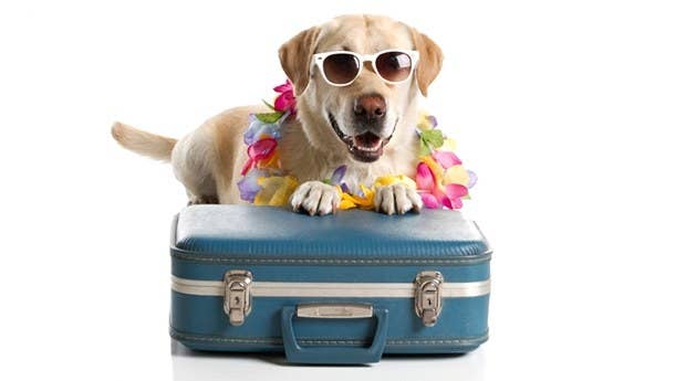 •Ensure your dog has had a rabies vaccination at least three weeks before you plan to travel•Get a tapeworm treatment (for the dog, not you) 1-5 days before leaving•Your dog MUST be microchipped before travelling•Bring comforting toys or blankets which smell like home for your dog - try to disturb his or her routine as much as possible•Finally, remember your pet passport! Don’t get caught up in just your dog’s preparations - also remember to ensure your insurance is up to date, and you’ve researched human laws and customs! Check out the Foreign and Commonwealth Office’s website for more information on how to Travel Aware.