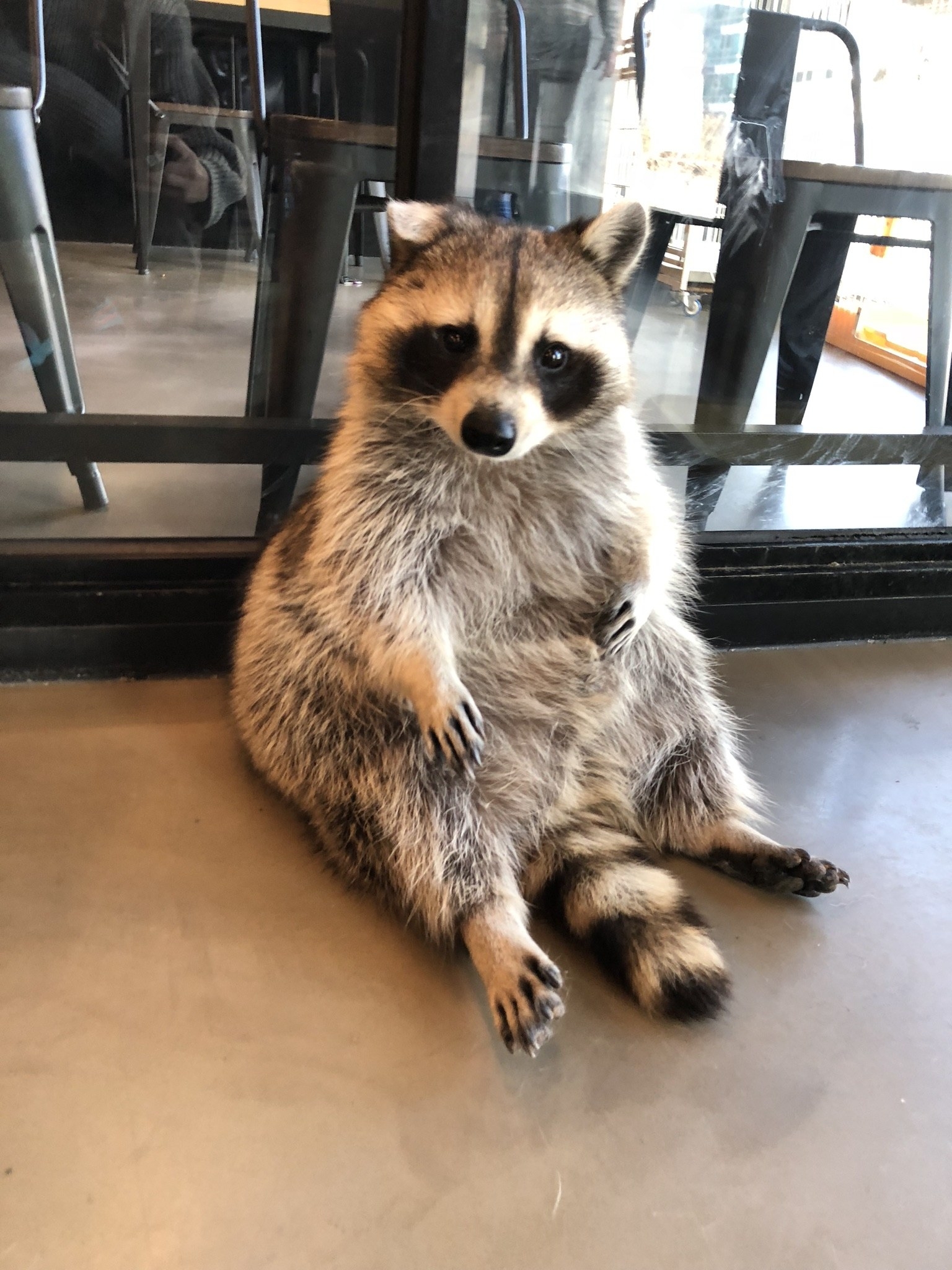 There s Literally A Raccoon  Cafe  In Seoul  Korea And It 
