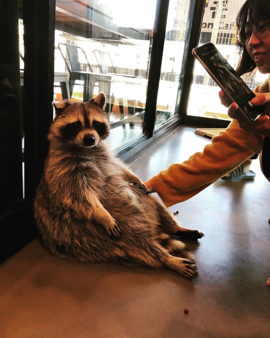 There s Literally A Raccoon  Cafe  In Seoul  Korea And It 