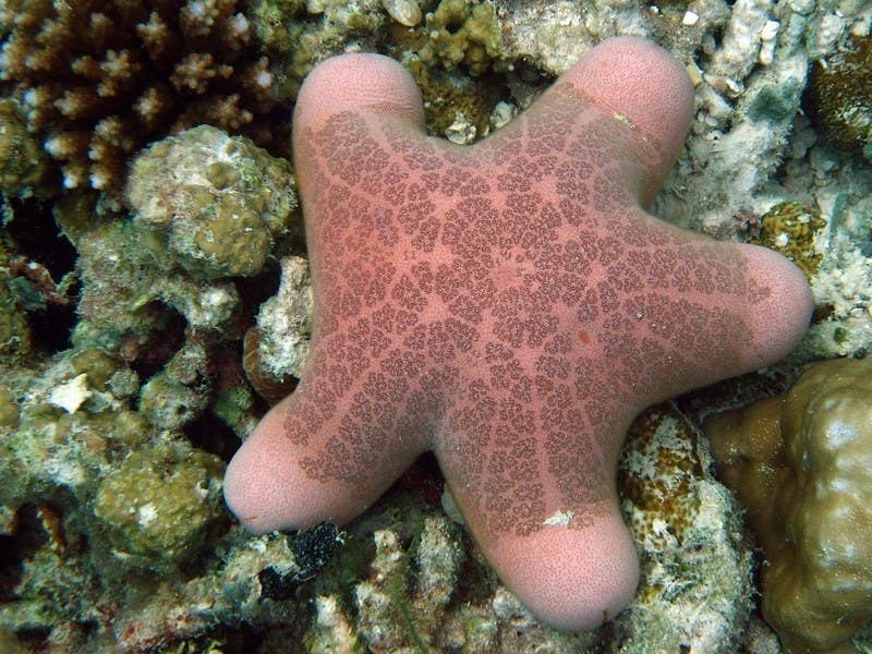 Crown-of-thorns starfish - Wikipedia