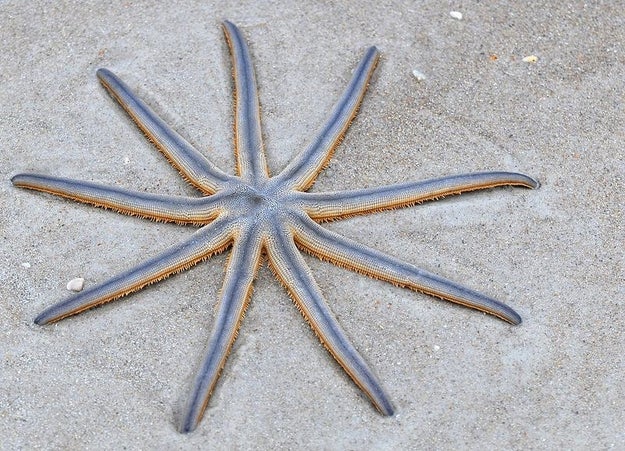 Nine-armed Sea Star