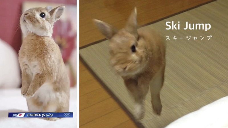ウサギ達の熱くかわいい戦い「 #ピョンちゃんオリンピック 」が開幕