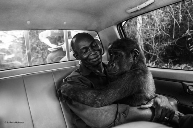 This beautiful image of a gorilla hugging her caretaker, titled "Pikin and Appolinaire," just won the People's Choice Award in the 2017 Wildlife Photographer of the Year contest.