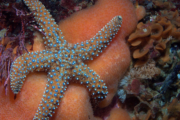 Giant spined sea star