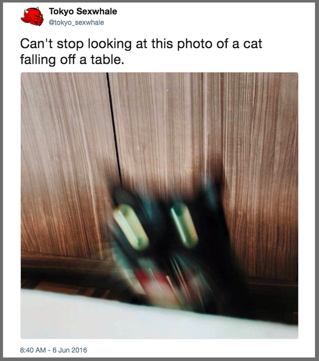 This falling cat: