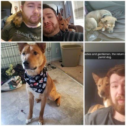 "I got him New Year's Eve, 2016, and we have been inseparable since. He was barely two months when I adopted him, and he took a liking to being on my shoulder, much like a pirate. Well, two years and a divorce later, not much has changed with him, he still likes to be the Parrot dog." – alexi4d55404d7