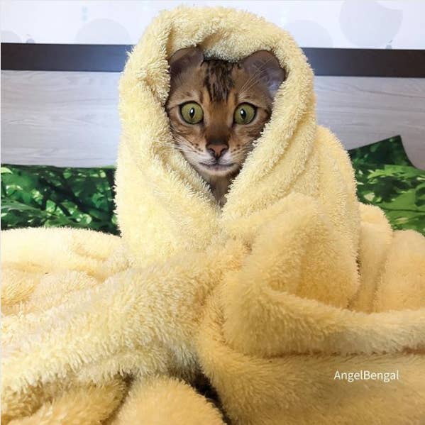 Angel The Cat Is Living Her Best Life And She Has The Pictures To