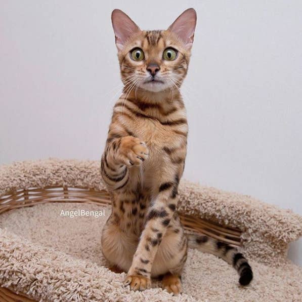Angel The Cat Is Living Her Best Life And She Has The Pictures To