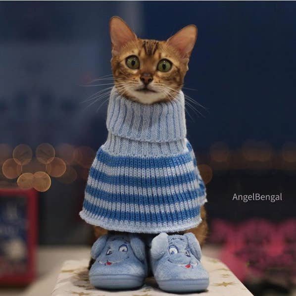 Angel The Cat Is Living Her Best Life And She Has The Pictures To