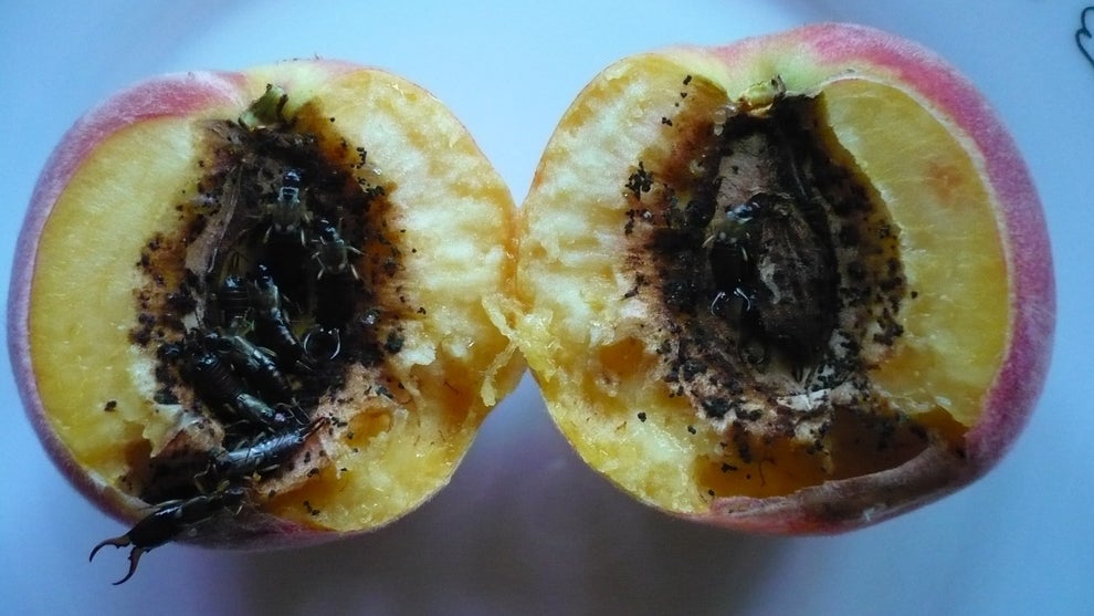 11 Fruit Photos That Will Satisfy You And 11 That Will Disturb The Fuck Out Of You