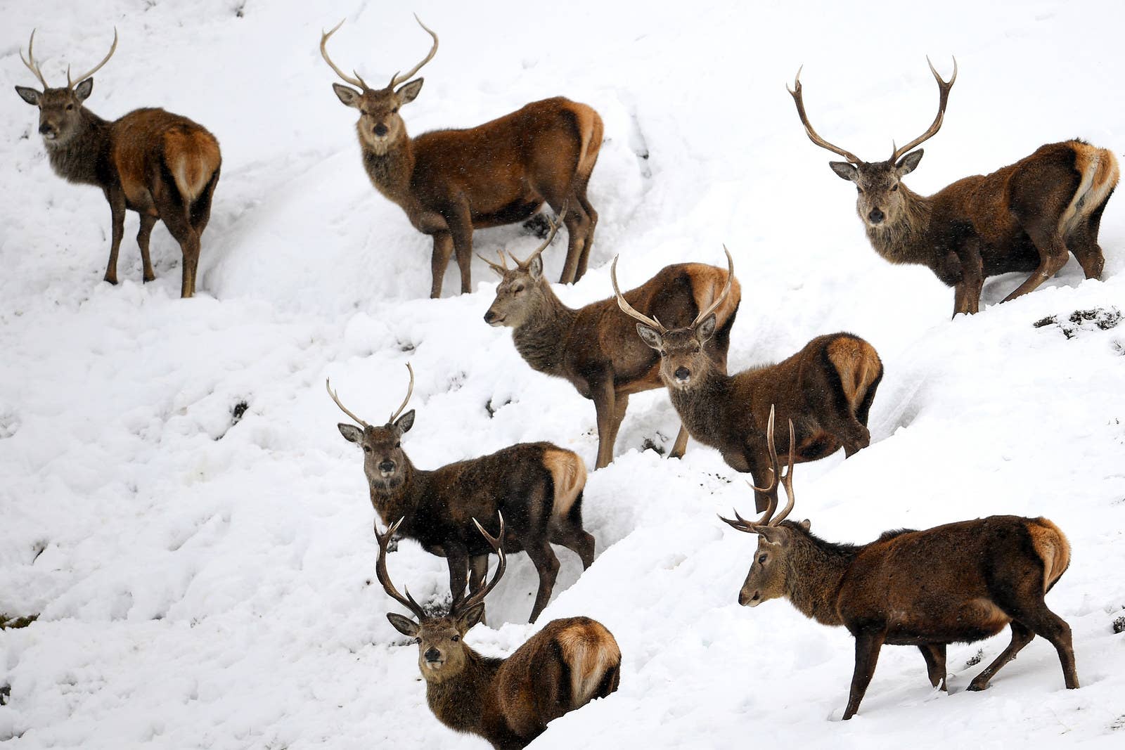Deer graze in the snow in Braemar, Scotland, on Feb. 15. Police are warning of hazardous driving conditions across much of the Scottish Highlands.