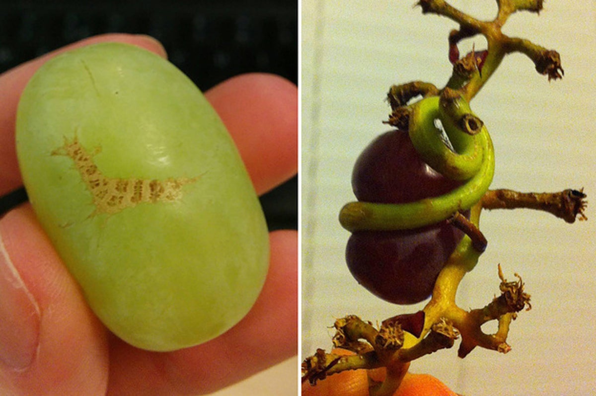 11 Fruit Photos That Will Satisfy You, And 11 That Will Disturb The Fuck  Out Of You