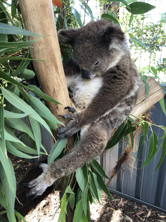 23 Facts You Didn T Know About Koalas