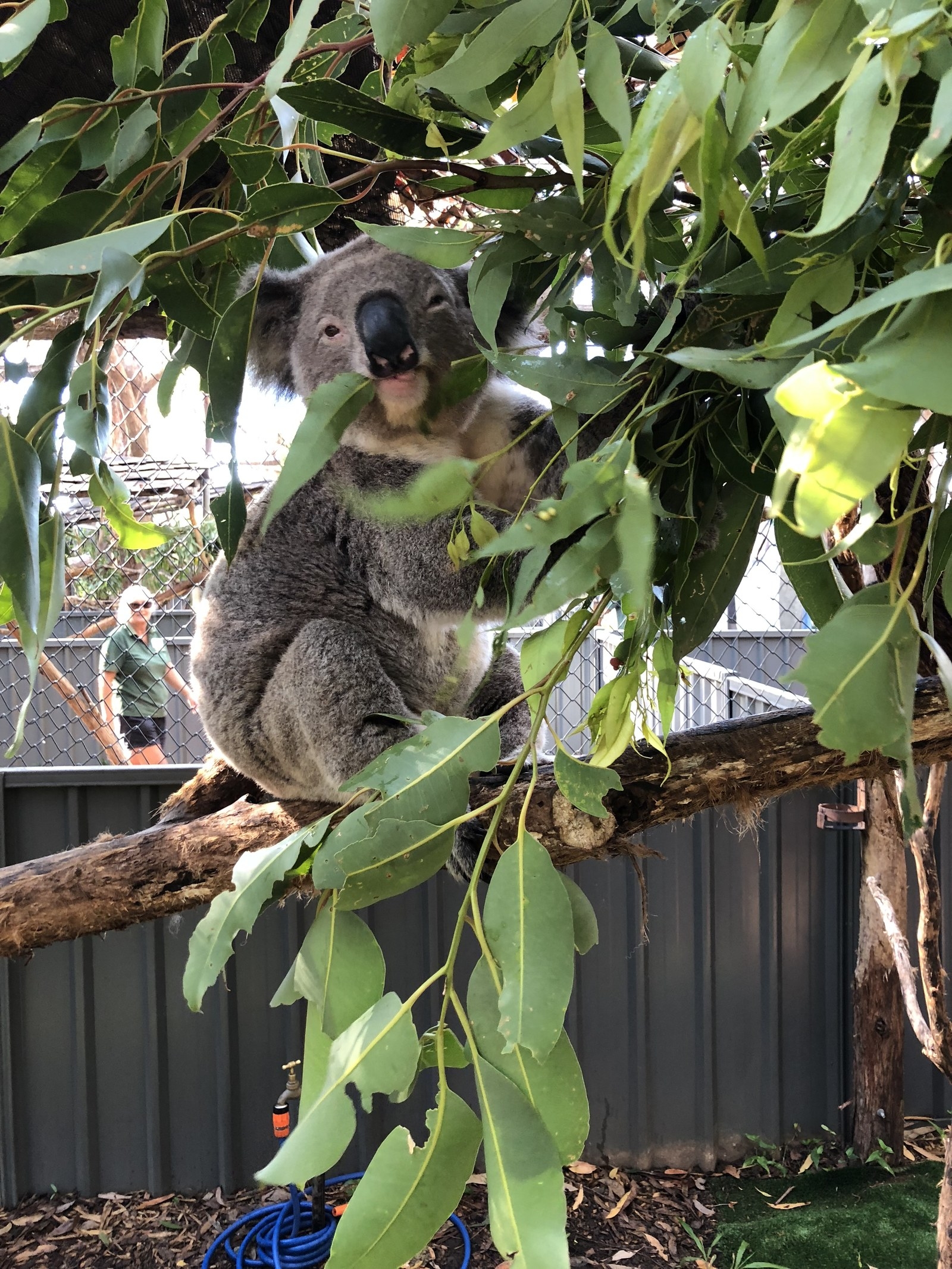 23 Facts You Didn't Know About Koalas