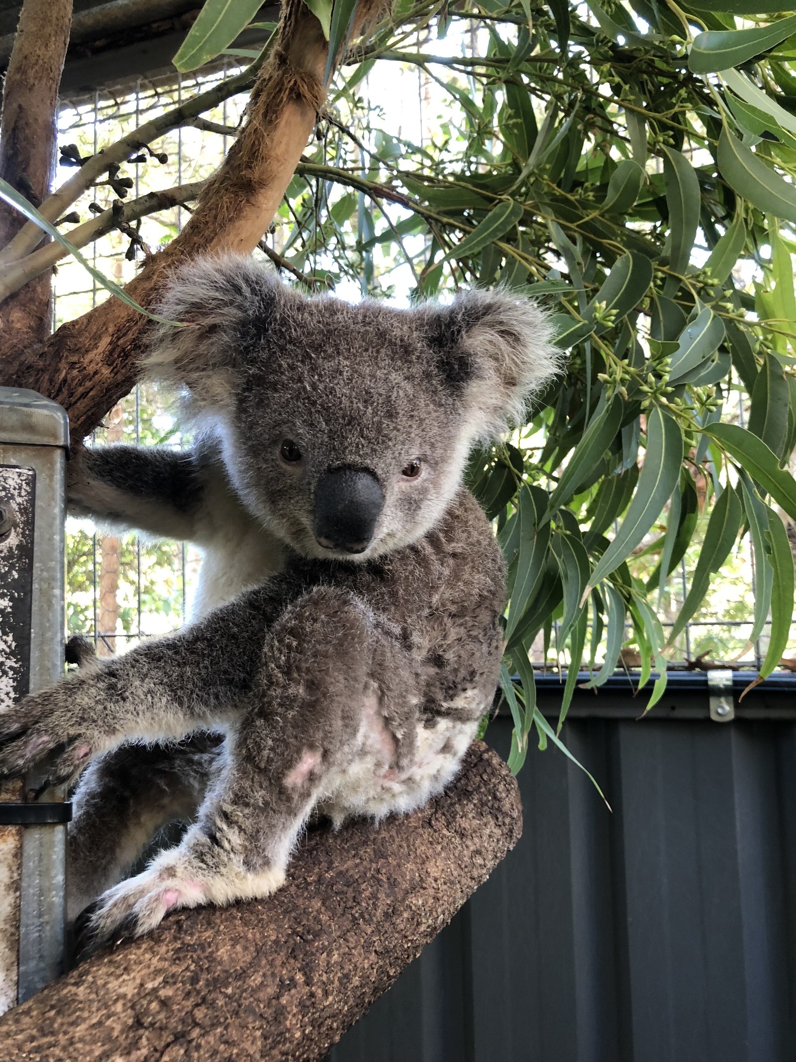 Chubby Botak Koala