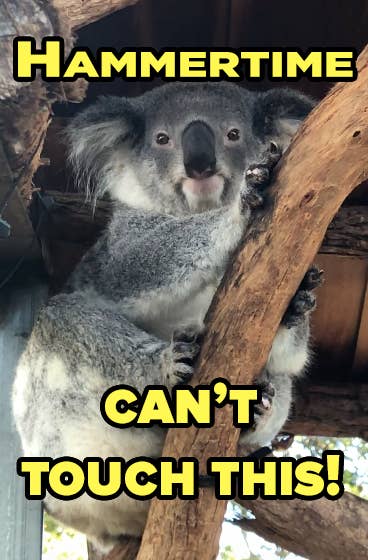 9 Things You Didn't Know About Koalas