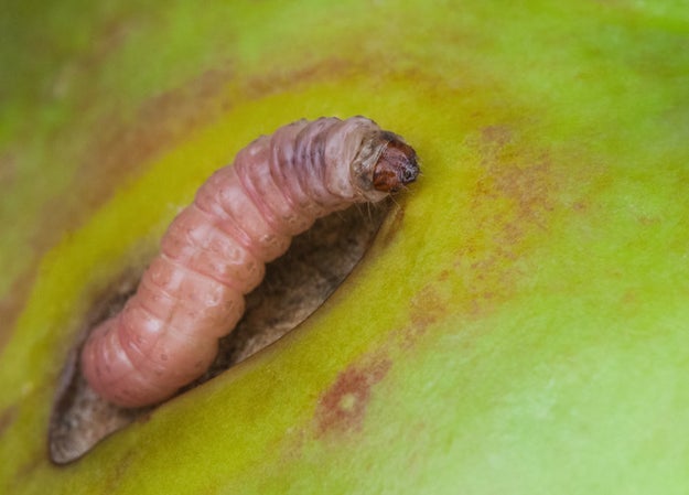 In Scottsdale, Arizona, Dawn Becerra ate a pork taco while in Mexico. She became ill for three weeks and began suffering from violent seizures. Doctors discovered a parasitic worm lodged in her brain. Because the worm was in a sensitive area of the brain, Becerra had to be conscious throughout the six-hour surgery to remove the worm.