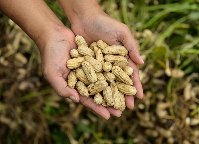 Along with beans and peas, peanuts belong to the legume family because they are edible seeds enclosed in pods.