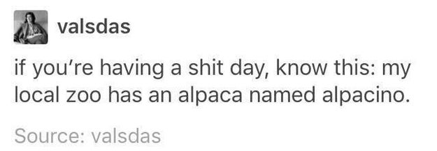 And the life and times of this alpaca: