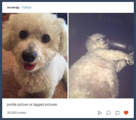 29 Tweets & Tumblr Posts Anyone With A Small, Fluffy Dog Will Find Extra  Funny