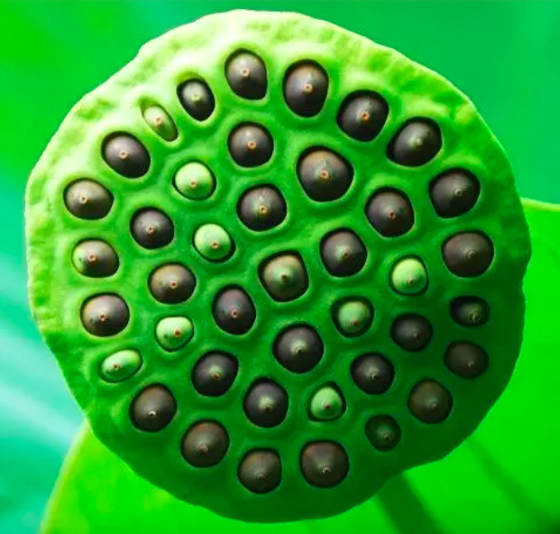However, there is a group of people who were unpleasantly surprised during a few of the movie's scenes — people who experience trypophobia, including myself.