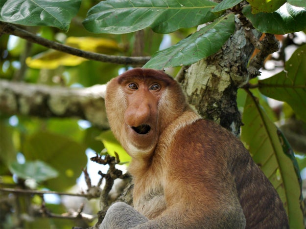An 18-year study published this week in Science Advances appears to have finally solved the mystery — scientists have found a clear link between nose size and the number of female monkeys in a male proboscis monkey's harem.