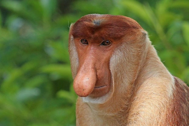 Meet the proboscis monkey, an endangered species native to the southeast Asian island of Borneo whose males have a pretty interesting-looking nose.