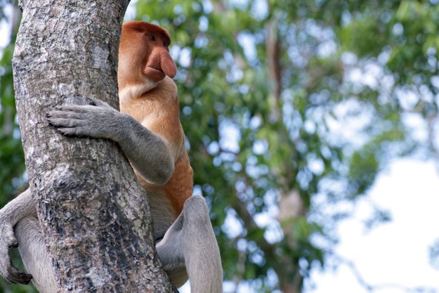 For years, scientists have wondered why male proboscis monkeys have such large and floppy noses.