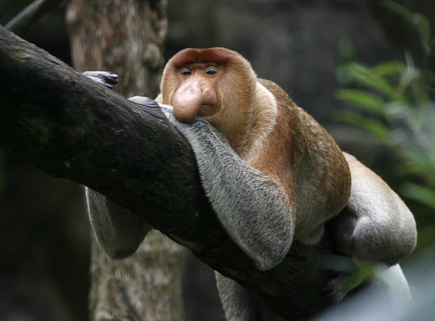 Researchers also found that male monkeys without females living in bachelor groups tended to have smaller noses than the dominant males with harems.