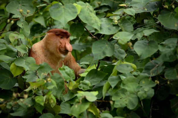 For proboscis monkeys at least, it seems size really does matter.