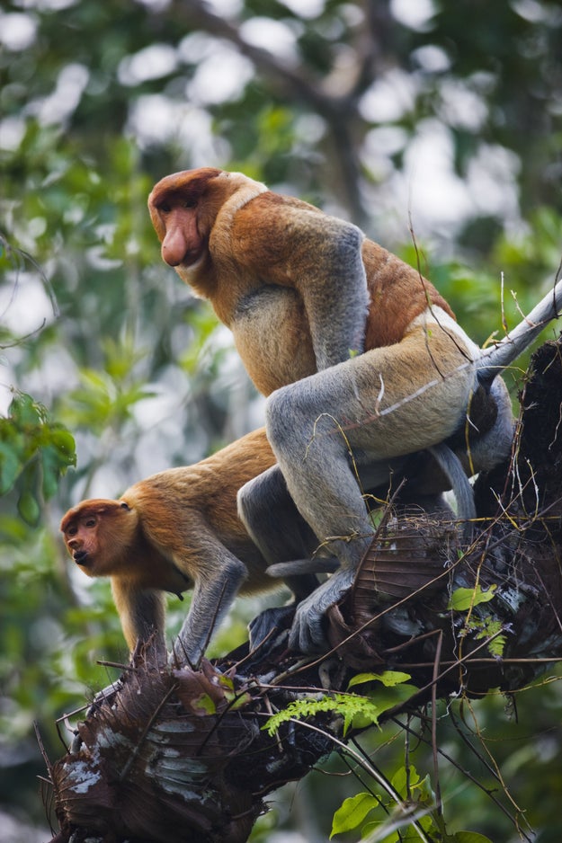 "Enlarged male noses serve as advertisements to females in mate selection," Dr. Ikki Matsuda, one of the authors of the study, said in a statement. "We also found that males with larger noses also tended to have larger body mass and testis. This suggests that nose enlargement is a reliable predictor of social dominance and high sperm count."