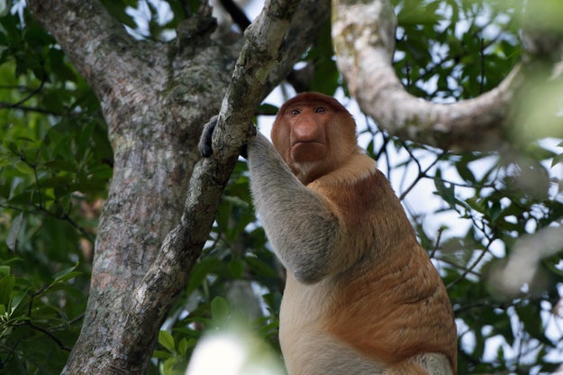 Nose size, they found, affects the way a proboscis monkey's mating call sounds, allowing female monkeys to seek out males with larger noses.