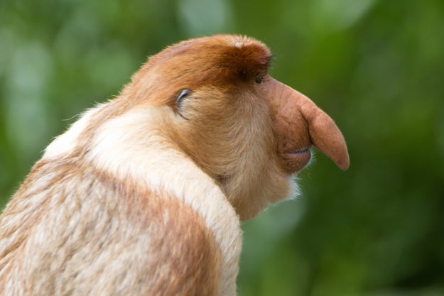Researchers observed that a big-nosed proboscis monkey tended to be larger and bulkier overall and have larger testicles than a male monkey of the same species with a smaller nose.