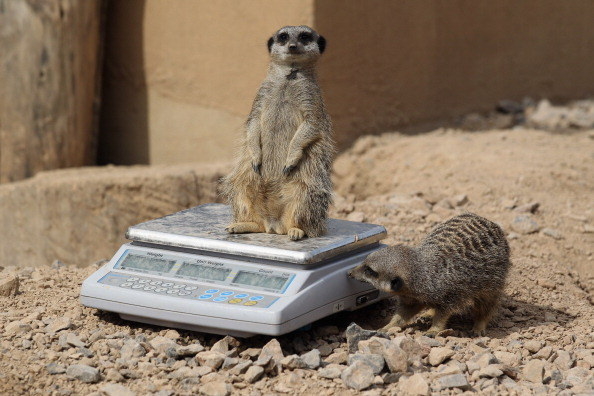 Me: "Don't move! Stay perfectly still!" Meerkat: "You got it, boss."