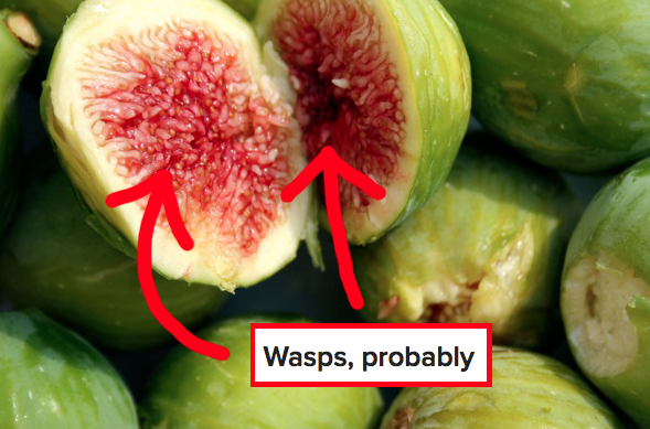 Most figs actually contain the bodies of dead wasps.