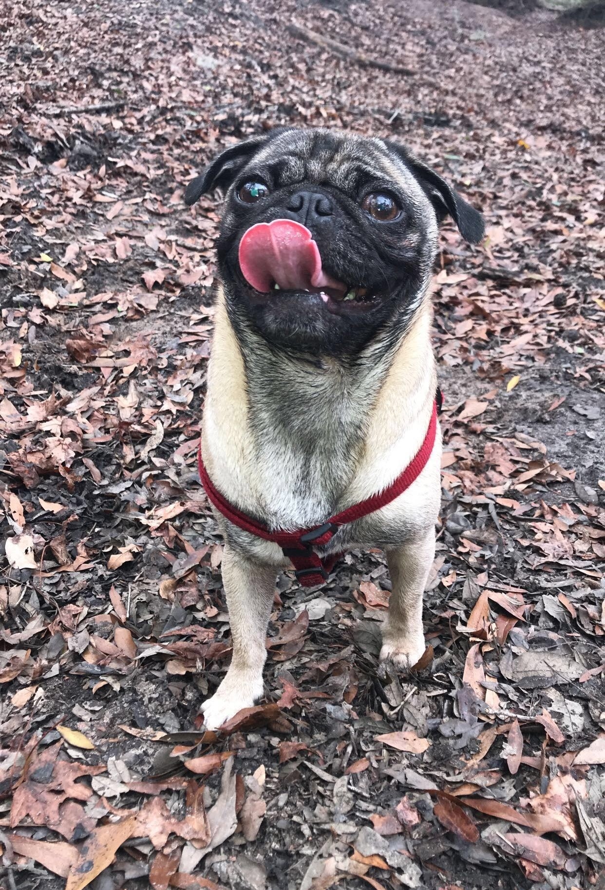 愛犬をなぶり殺しにされた大学生 愛犬の死に対して正義を望む