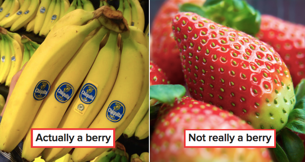 Bananas are actually berries, but strawberries aren't.