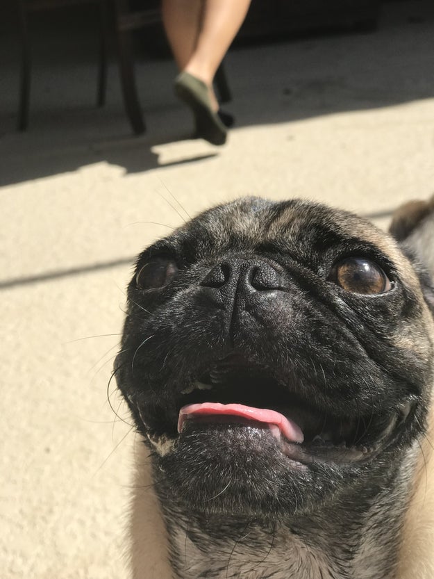 愛犬をなぶり殺しにされた大学生 愛犬の死に対して正義を望む