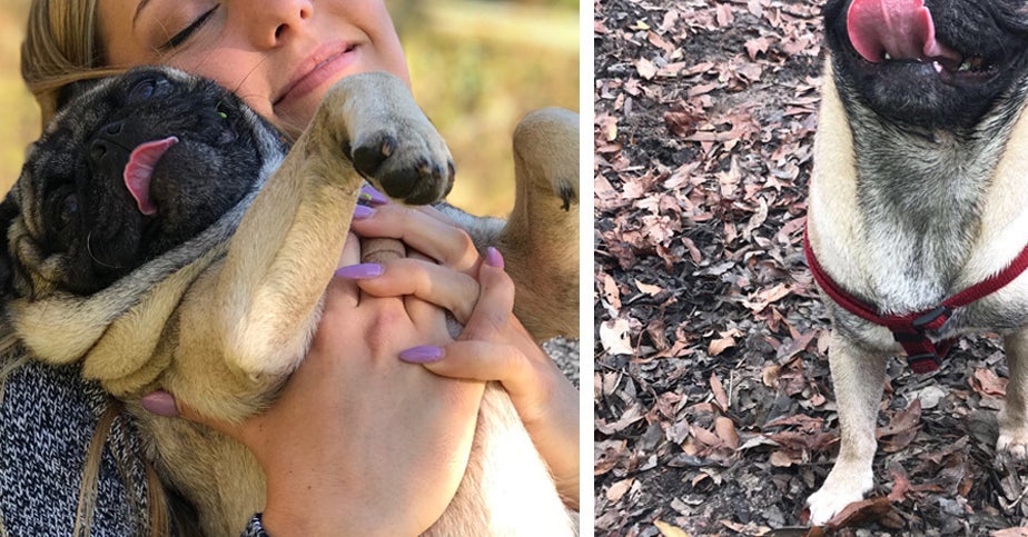 愛犬をなぶり殺しにされた大学生 愛犬の死に対して正義を望む 愛犬をなぶり殺しにされた大学生 愛犬の死に対して正義を望む