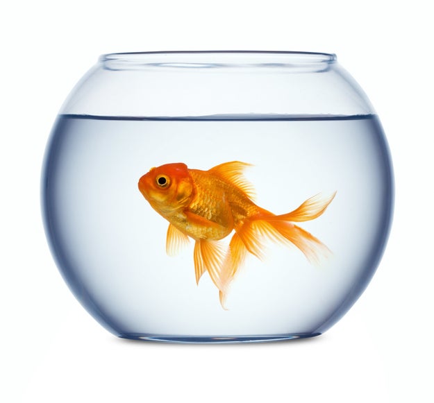 Goldfish can remember way more than the past three seconds.