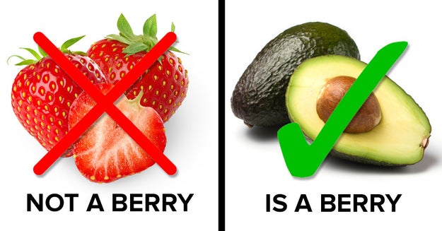 Strawberries aren't berries, but avocados are.